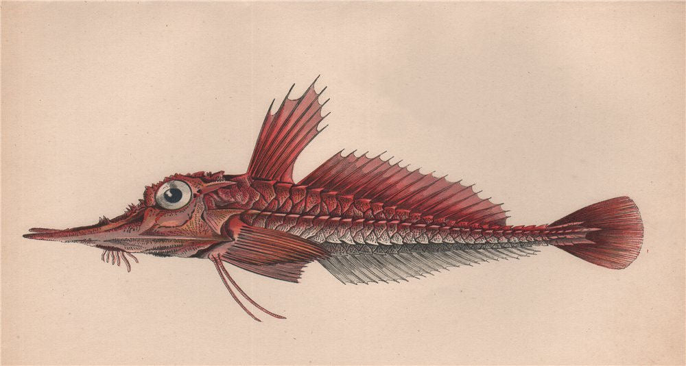 ARMED GURNARD. Peristedion cataphractum. COUCH. Fish 1862 old antique print